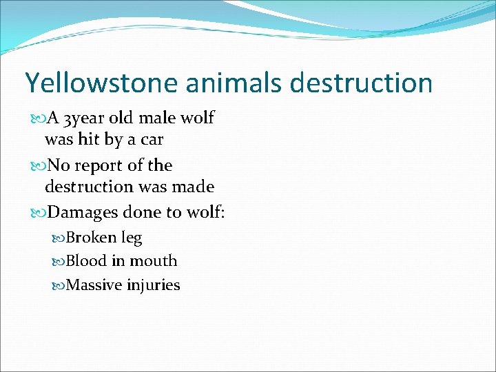 Yellowstone animals destruction A 3 year old male wolf was hit by a car