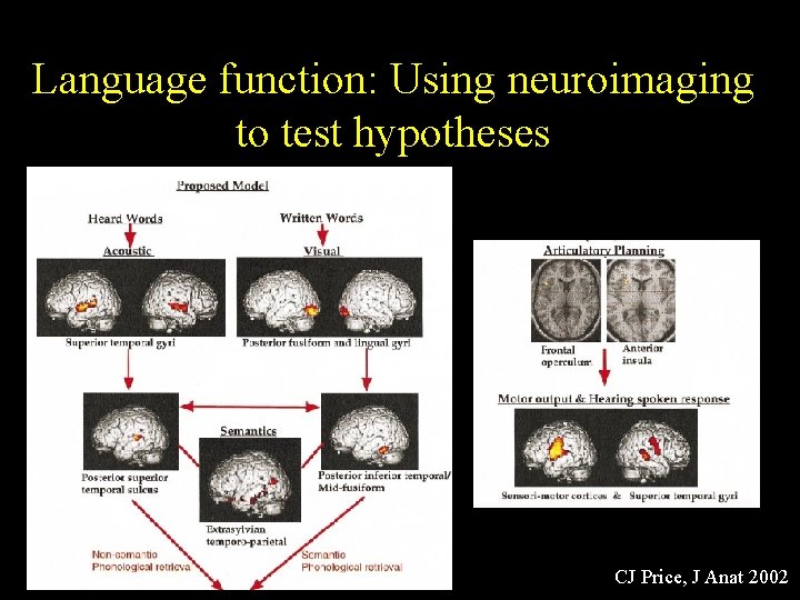 Language function: Using neuroimaging to test hypotheses CJ Price, J Anat 2002 