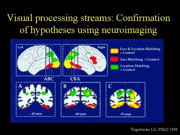 Visual processing streams: Confirmation of hypotheses using neuroimaging Ungerleider LG, PNAS 1998 