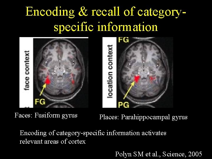 Encoding & recall of categoryspecific information Faces: Fusiform gyrus Places: Parahippocampal gyrus Encoding of