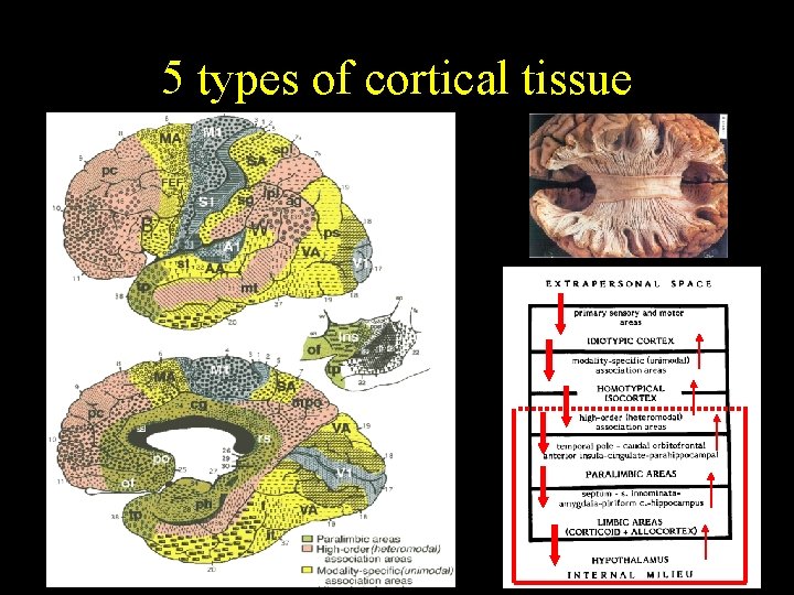 5 types of cortical tissue 