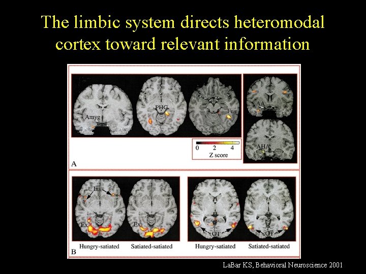 The limbic system directs heteromodal cortex toward relevant information La. Bar KS, Behavioral Neuroscience