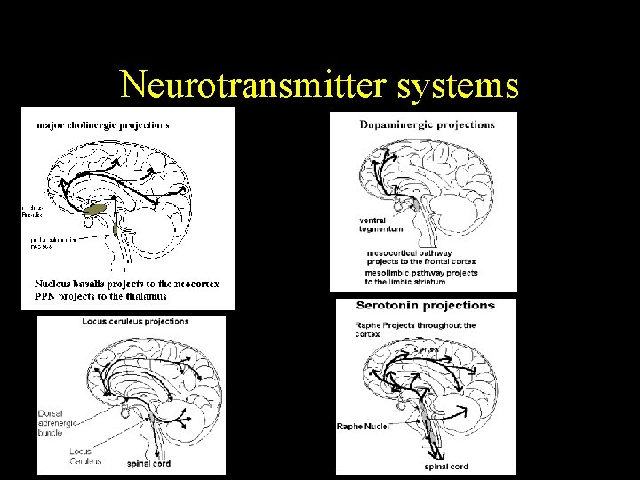 Neurotransmitter systems 