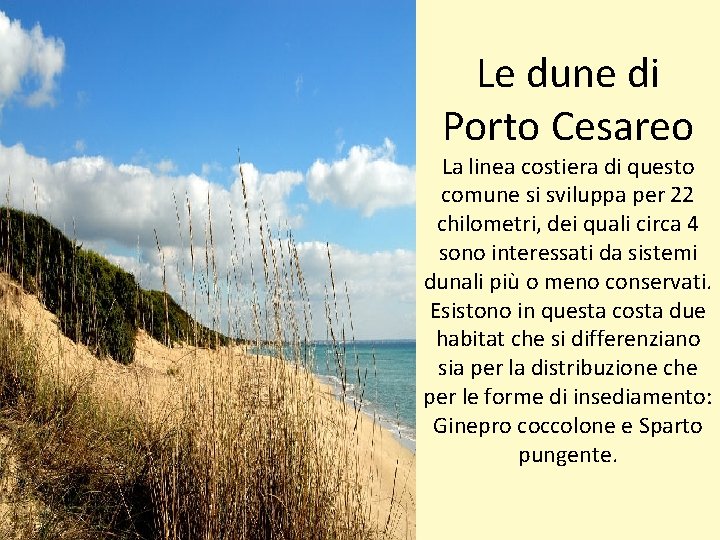 Le dune di Porto Cesareo La linea costiera di questo comune si sviluppa per