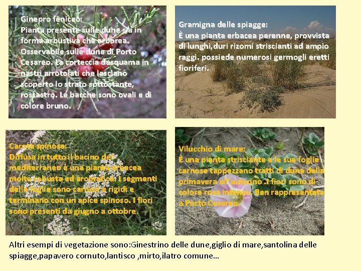 Ginepro feniceo: Pianta presente sulle dune sia in forma arbustiva che arborea. Osservabile sulle