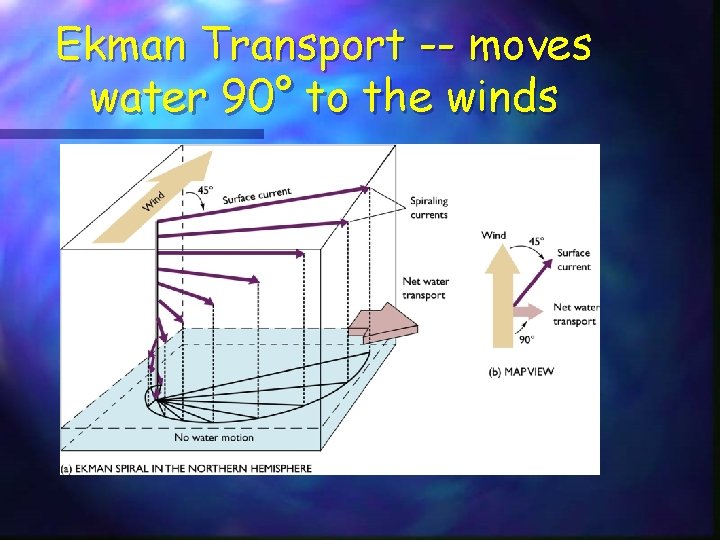 Ekman Transport -- moves water 90° to the winds Ekman Transport -- moves water 90° to the winds