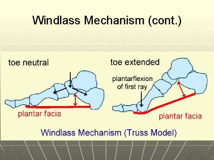 Windlass Mechanism (cont. ) 