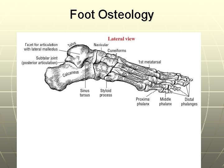 Foot Osteology 