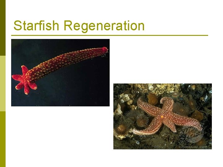 Starfish Regeneration 