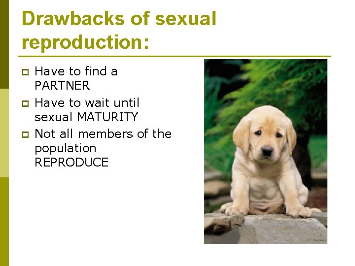 Drawbacks of sexual reproduction: p p p Have to find a PARTNER Have to