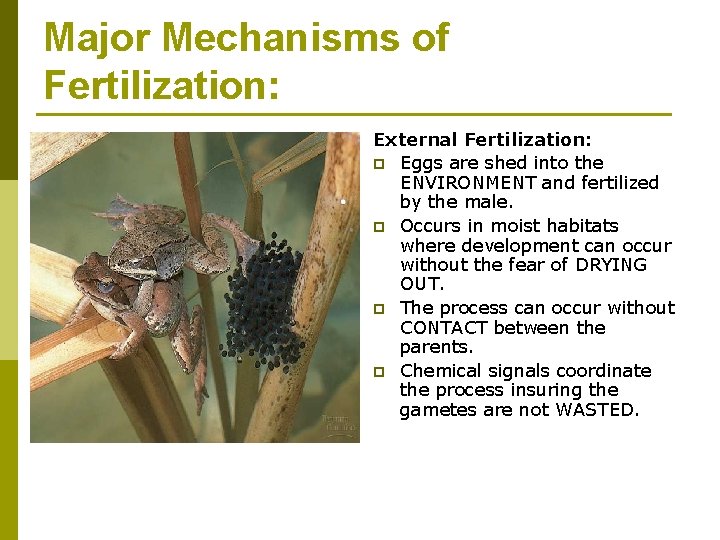 Major Mechanisms of Fertilization: External Fertilization: p Eggs are shed into the ENVIRONMENT and