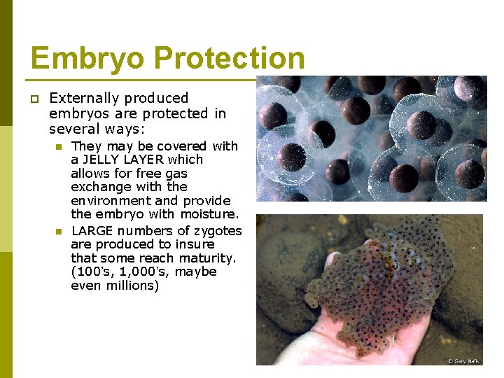 Embryo Protection p Externally produced embryos are protected in several ways: n n They