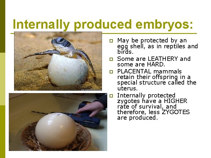 Internally produced embryos: p p May be protected by an egg shell, as in