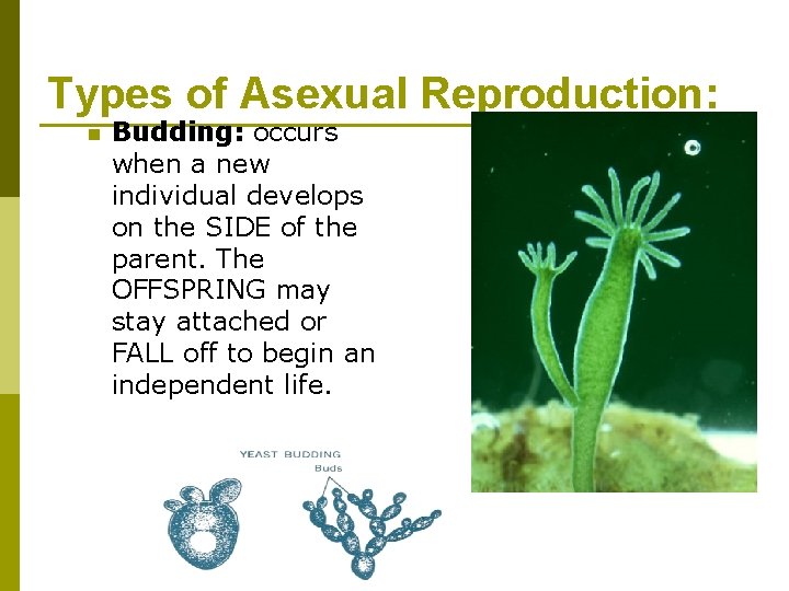 Types of Asexual Reproduction: n Budding: occurs when a new individual develops on the