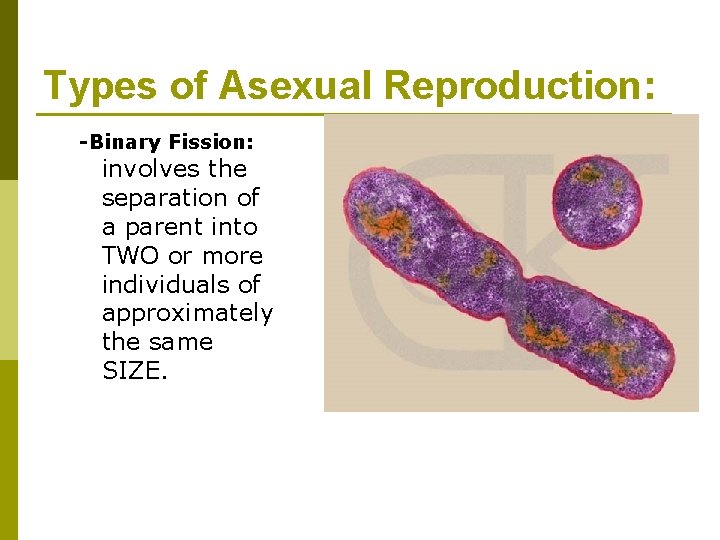 Types of Asexual Reproduction: -Binary Fission: involves the separation of a parent into TWO