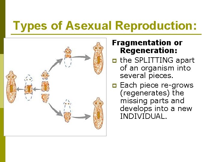 Types of Asexual Reproduction: Fragmentation or Regeneration: p the SPLITTING apart of an organism