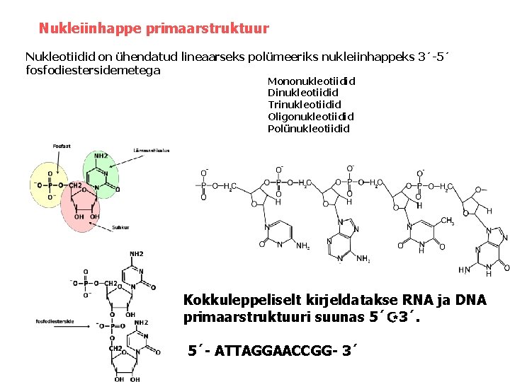 Nukleiinhappe primaarstruktuur Nukleotiidid on ühendatud lineaarseks polümeeriks nukleiinhappeks 3´-5´ fosfodiestersidemetega Mononukleotiidid Dinukleotiidid Trinukleotiidid Oligonukleotiidid