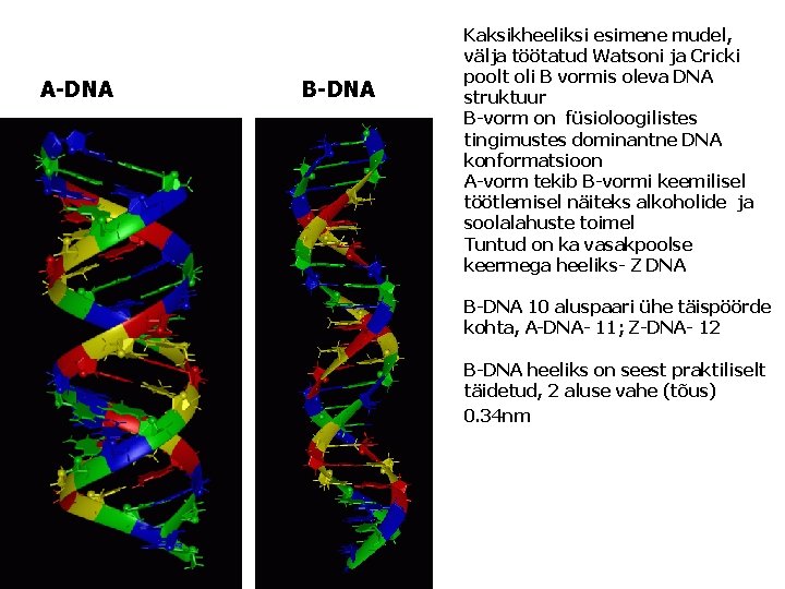 A-DNA B-DNA Kaksikheeliksi esimene mudel, välja töötatud Watsoni ja Cricki poolt oli B vormis