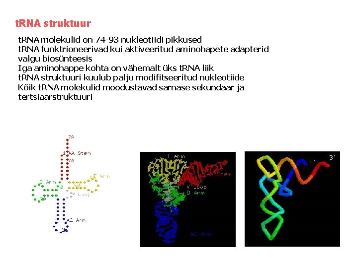 t. RNA struktuur t. RNA molekulid on 74 -93 nukleotiidi pikkused t. RNA funktrioneerivad