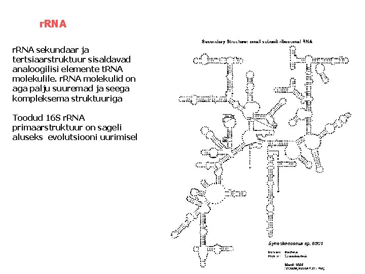 r. RNA sekundaar ja tertsiaarstruktuur sisaldavad analoogilisi elemente t. RNA molekulile. r. RNA molekulid