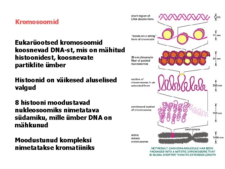 Kromosoomid Eukarüootsed kromosoomid koosnevad DNA-st, mis on mähitud histoonidest, koosnevate partiklite ümber Histoonid on