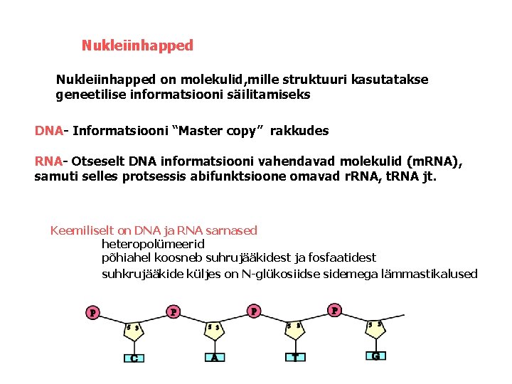 Nukleiinhapped on molekulid, mille struktuuri kasutatakse geneetilise informatsiooni säilitamiseks DNA- Informatsiooni “Master copy” rakkudes