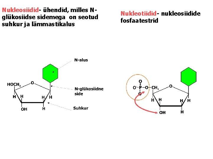 Nukleosiidid- ühendid, milles Nglükosiidse sidemega on seotud suhkur ja lämmastikalus Nukleotiidid- nukleosiidide fosfaatestrid 