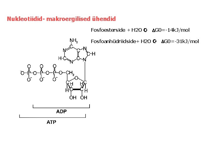 Nukleotiidid- makroergilised ühendid Fosfoesterside + H 2 O Z DG 0=-14 k. J/mol Fosfoanhüdriidside+