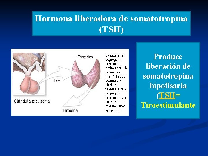 Hormona liberadora de somatotropina (TSH) Produce liberación de somatotropina hipofisaria (TSH= Tiroestimulante 