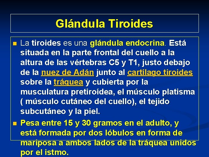 Glándula Tiroides n n La tiroides es una glándula endocrina. Está situada en la