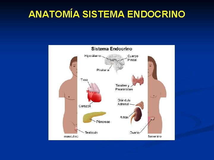 ANATOMÍA SISTEMA ENDOCRINO 