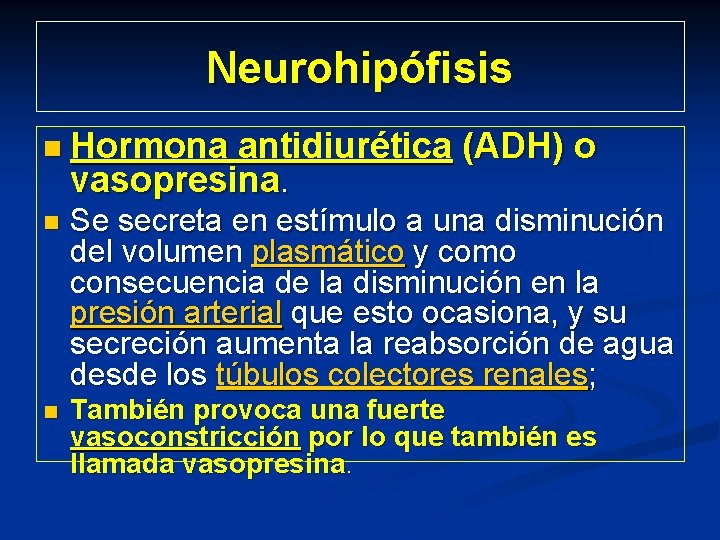 Neurohipófisis n Hormona antidiurética (ADH) o vasopresina. n Se secreta en estímulo a una
