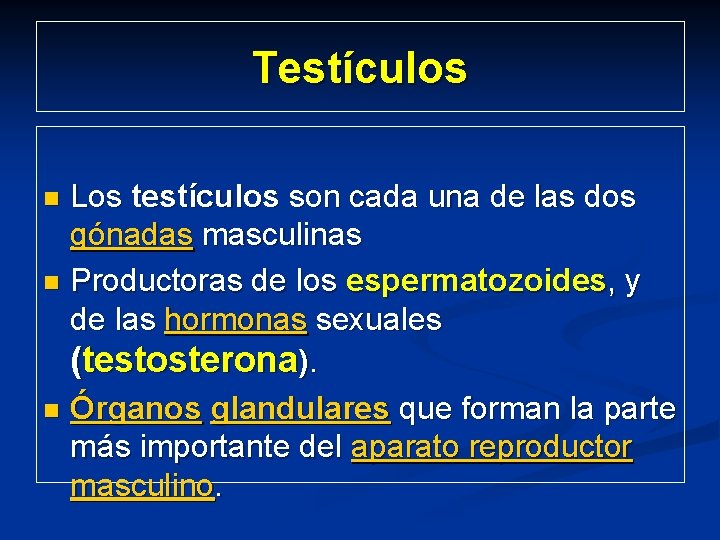Testículos Los testículos son cada una de las dos gónadas masculinas n Productoras de