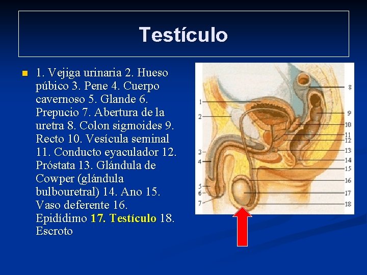 Testículo n 1. Vejiga urinaria 2. Hueso púbico 3. Pene 4. Cuerpo cavernoso 5.