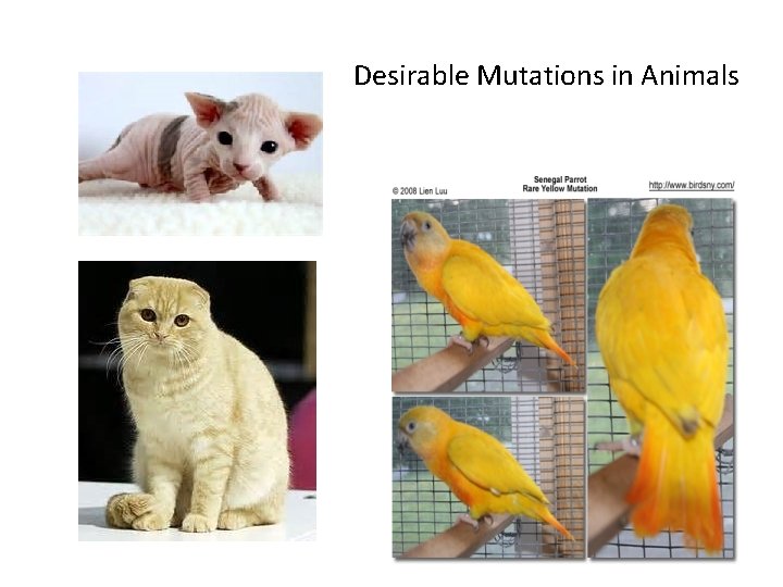 Desirable Mutations in Animals 