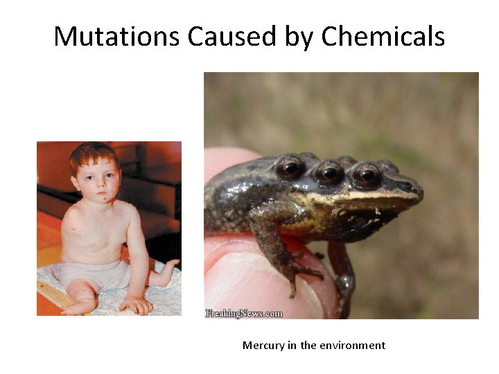 Mutations Caused by Chemicals Mercury in the environment 