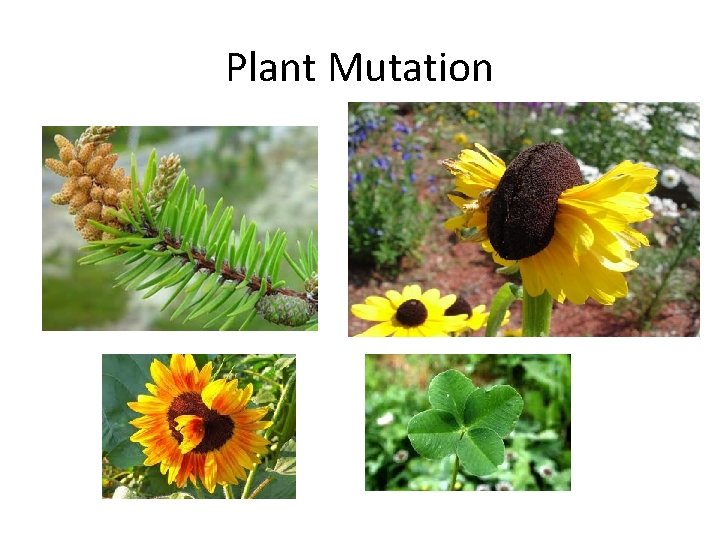 Plant Mutation 