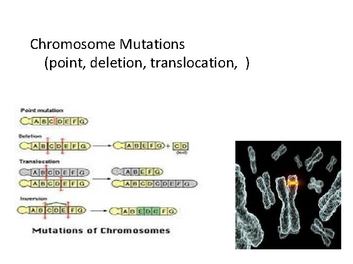 Chromosome Mutations (point, deletion, translocation, ) 
