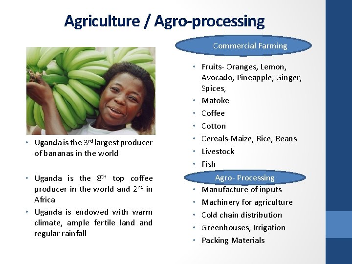 Agriculture / Agro-processing Commercial Farming • Uganda is the 3 rd largest producer of
