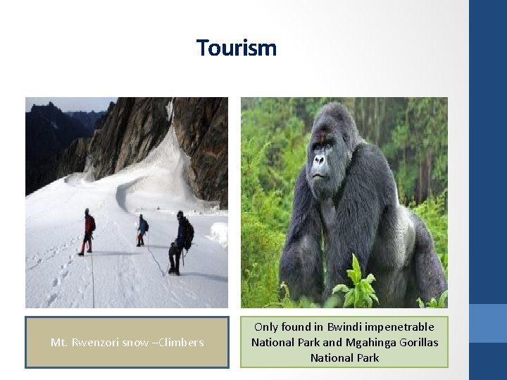 Tourism Mt. Rwenzori snow –Climbers Only found in Bwindi impenetrable National Park and Mgahinga