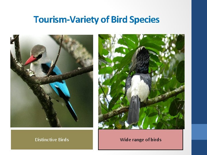 Tourism-Variety of Bird Species Distinctive Birds Wide range of birds 