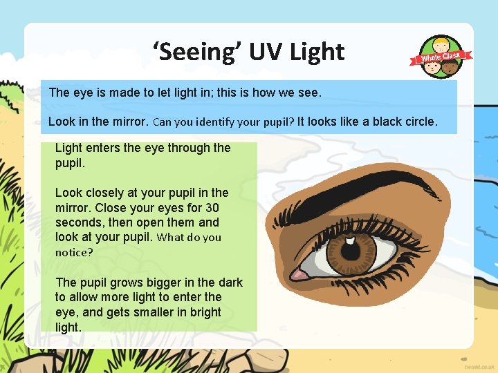 ‘Seeing’ UV Light The eye is made to let light in; this is how