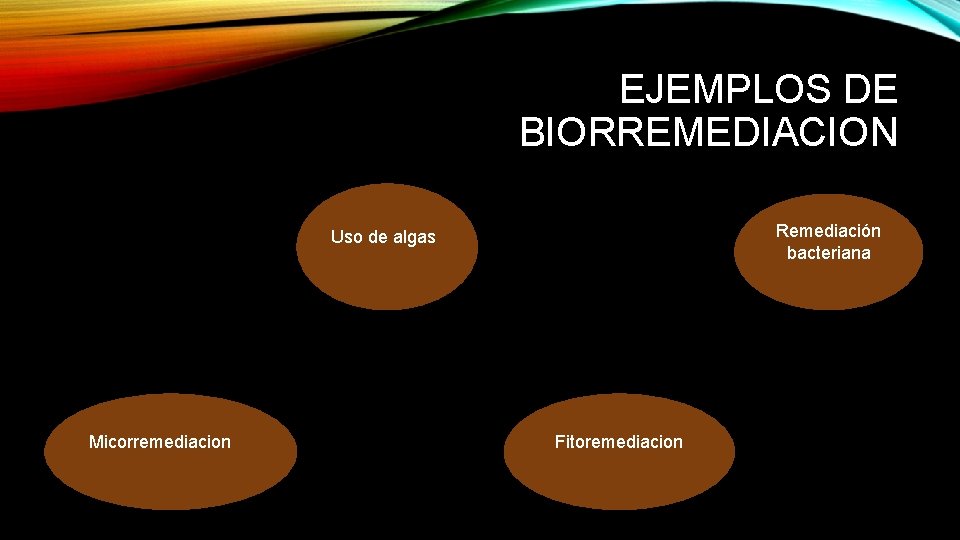 EJEMPLOS DE BIORREMEDIACION Remediación bacteriana Uso de algas Micorremediacion Fitoremediacion 