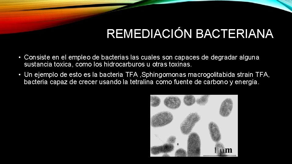 REMEDIACIÓN BACTERIANA • Consiste en el empleo de bacterias las cuales son capaces de