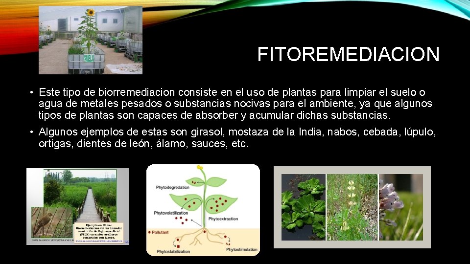 FITOREMEDIACION • Este tipo de biorremediacion consiste en el uso de plantas para limpiar
