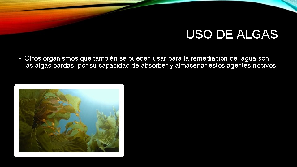 USO DE ALGAS • Otros organismos que también se pueden usar para la remediación