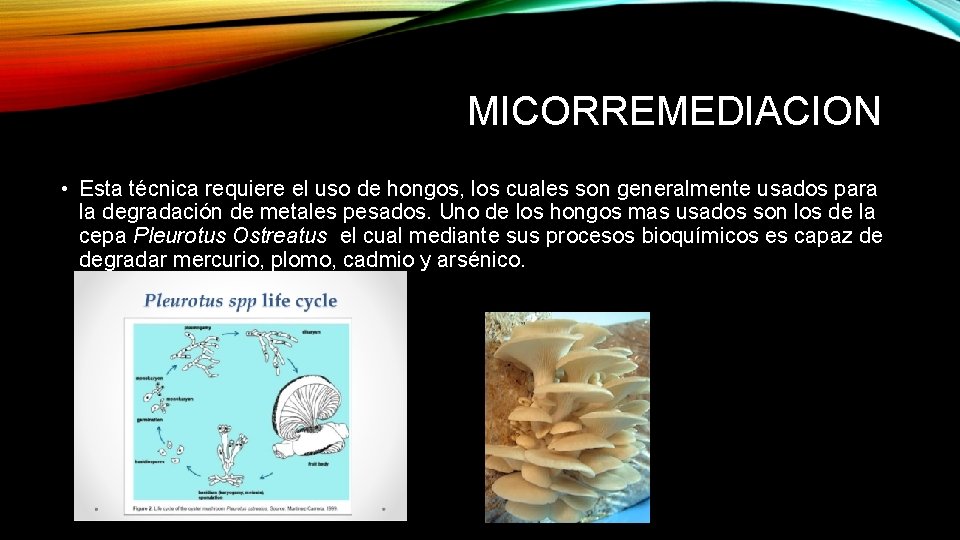 MICORREMEDIACION • Esta técnica requiere el uso de hongos, los cuales son generalmente usados