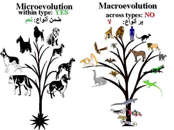 Microevolution within type: YES ﻧﻌﻢ : ﺿﻤﻦ ﺃﻨﻮﺍﻉ Macroevolution across types: NO ﻻ :