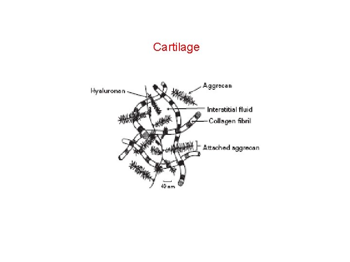 Cartilage 