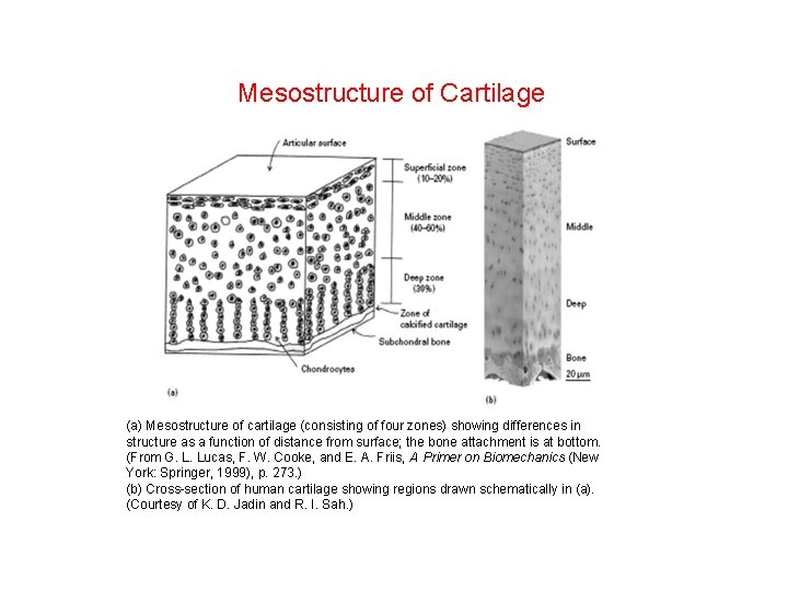 Mesostructure of Cartilage (a) Mesostructure of cartilage (consisting of four zones) showing differences in